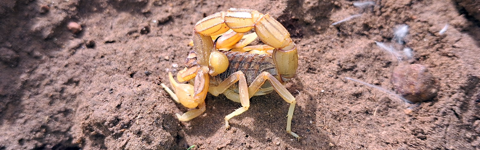 Artrópodos